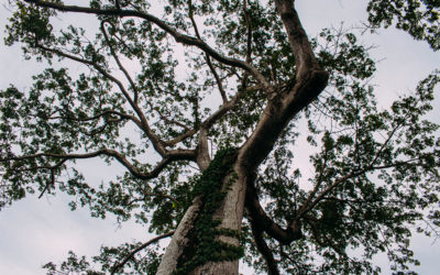 Santa Rosa dos Pretos tiene dueños que nunca mueren